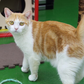 譲渡対象猫のご紹介です(0646)