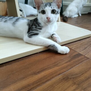 慣れ慣れサバしろこねこ♂