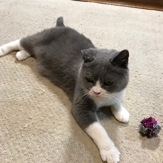 ブリテッシュショートヘアー