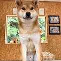 柴犬１歳３ヶ月元気な男の仔