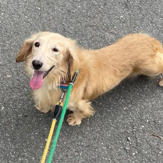 この子を助けてください。