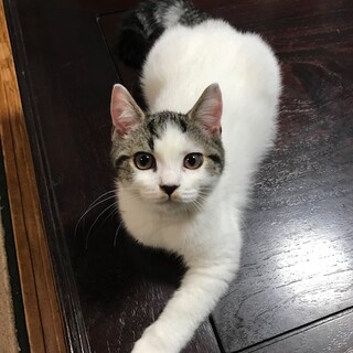 ブリテッシュとスコテッシュのＭＩＸ