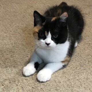 ブリティッシュとスコテッシュのＭＩＸ