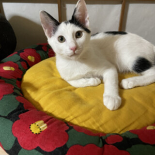 細マッチョなパンくんの家族募集です！