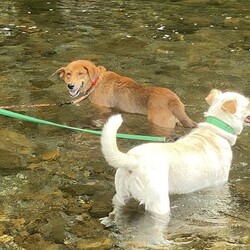 保護犬ローズ＆マリー初川遊び
