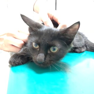 甘えたさんの半長毛★すみれ★幸運の鍵しっぽ