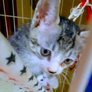 ❤可愛い盛りの子猫サバトラ♂、２ヶ月