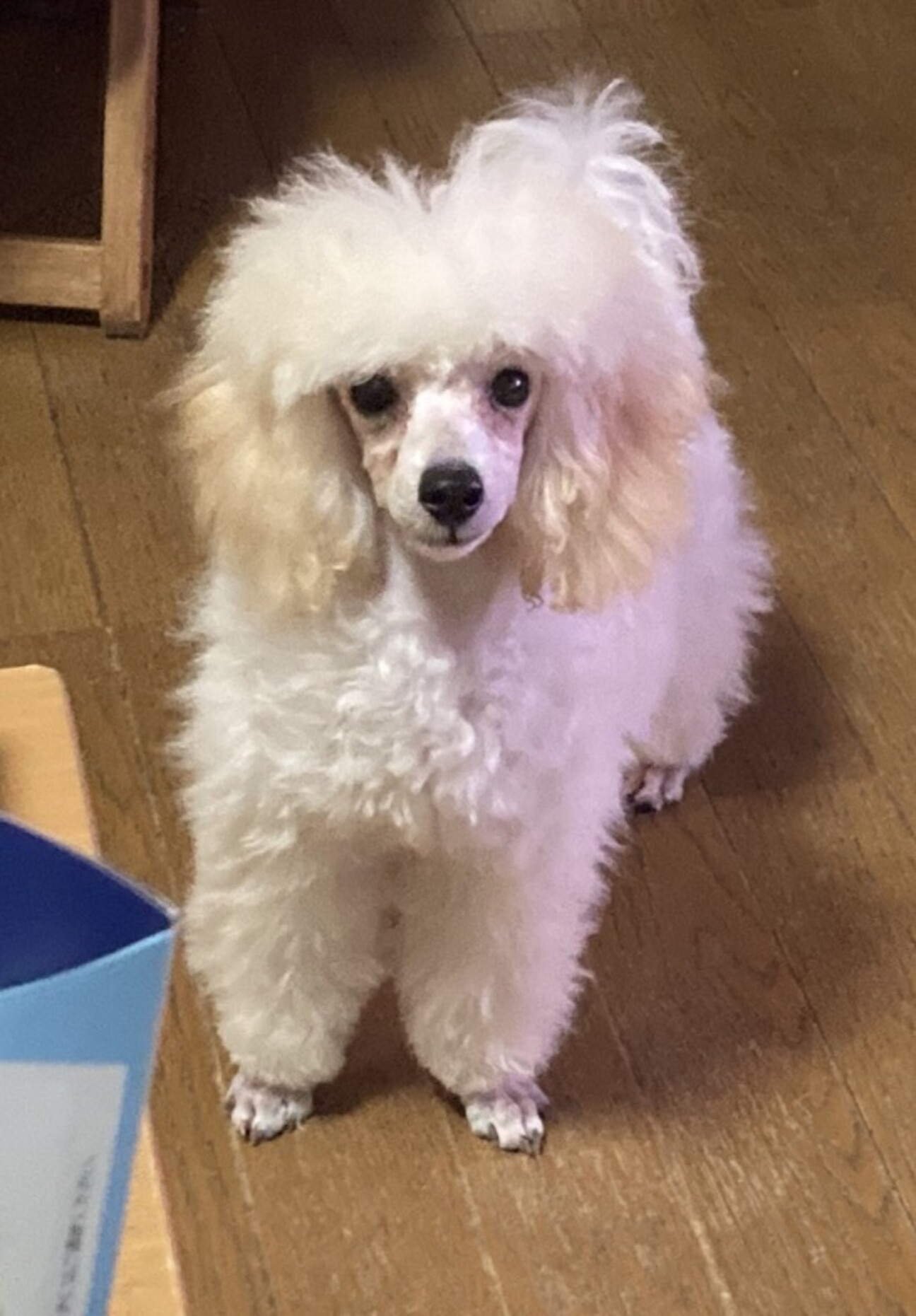 トイプードルのホワイトく 大阪府 犬の里親募集 ペットのおうち 月間利用者150万人