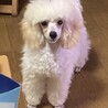 トイプードルのホワイトくん♂４ヵ月 サムネイル1