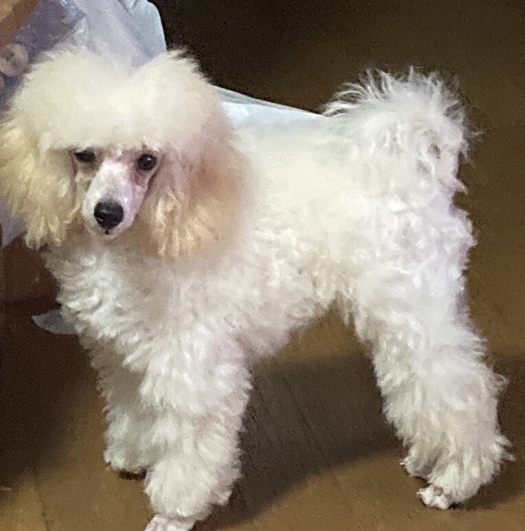 トイプードルのホワイトくん♂４ヵ月 サムネイル2