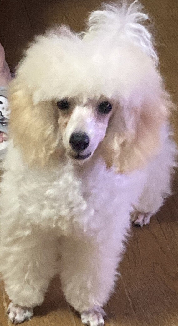 トイプードルのホワイトくん♂４ヵ月 サムネイル3