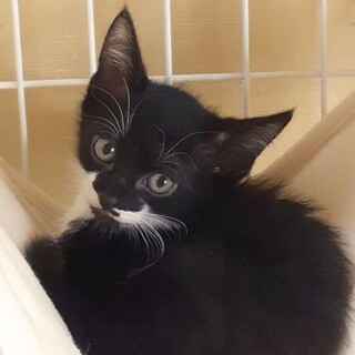 ❤可愛い盛りの子猫、白黒♂、２ヶ月