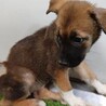 4-3-264◆可愛い子犬◆家族に迎えませんか？ サムネイル4