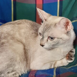 ❤美人ママ猫さん、1才