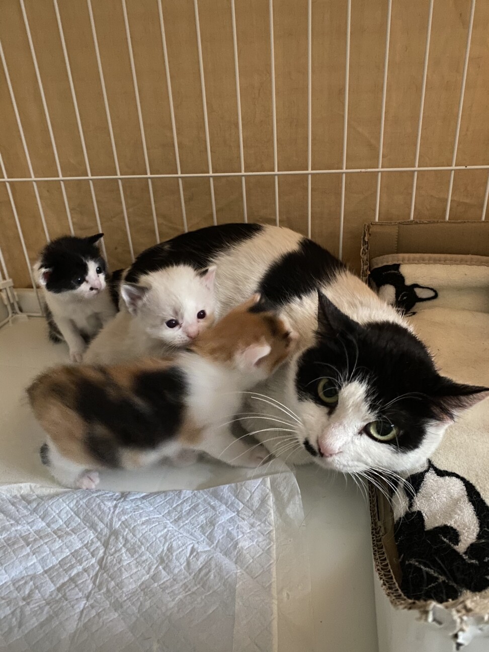 保護時に妊娠！我が家で出産したピーチママ サムネイル2