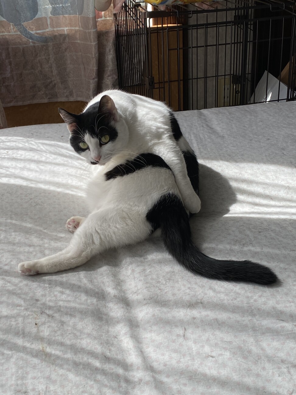 保護時に妊娠！我が家で出産したピーチママ サムネイル7