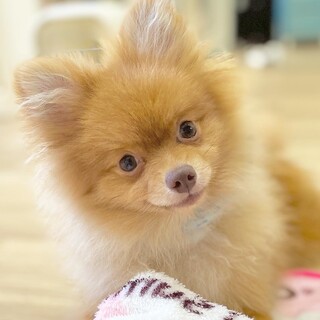 たいへい）元気炸裂！可愛い男の子ポメラニアン❤
