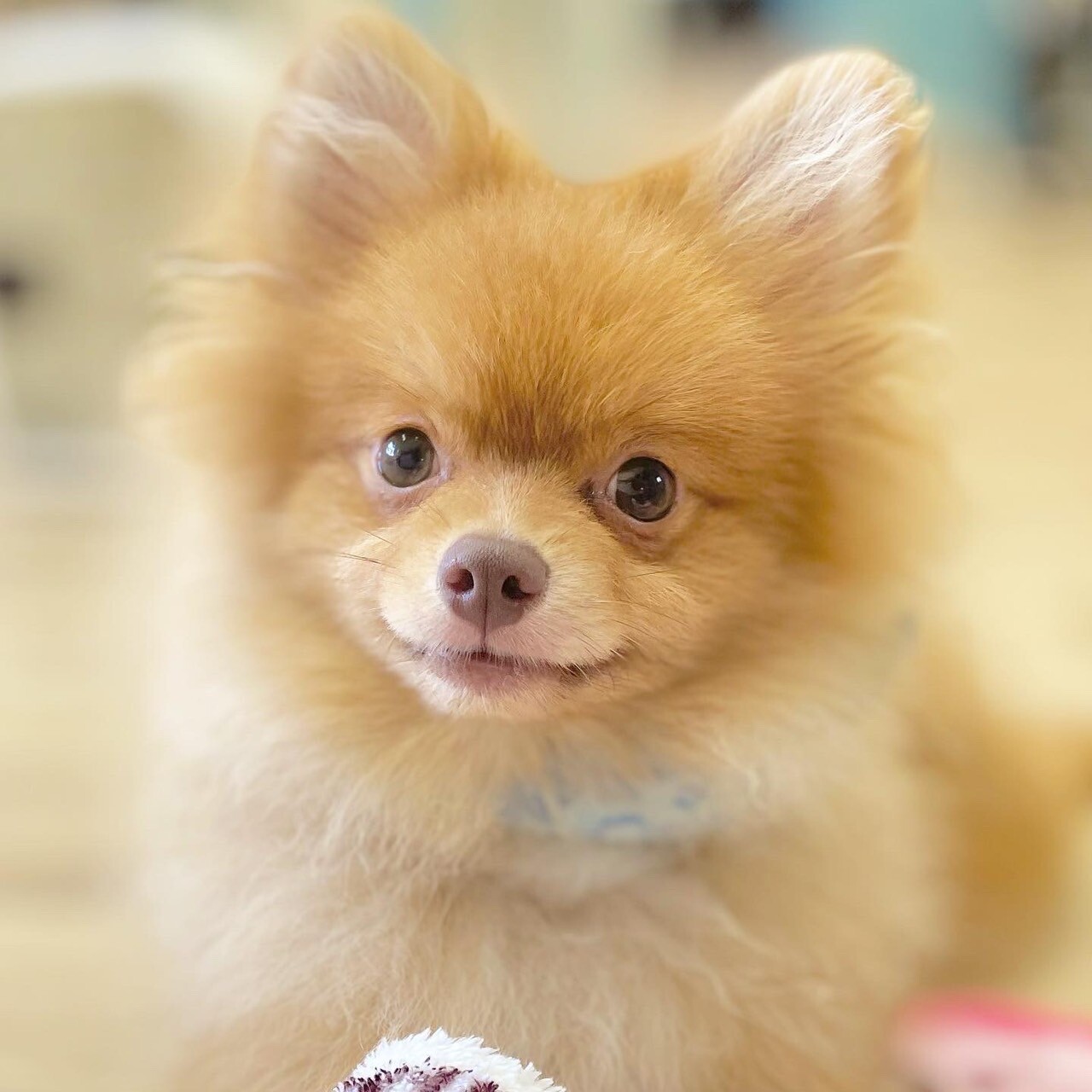 たいへい 元気炸裂 可愛 埼玉県 犬の里親募集 ペットのおうち 月間利用者150万人