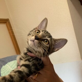 キジトラ男の子 里親さん決定!!