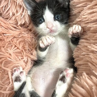 愛嬌抜群かわいい♀珊瑚ちゃん