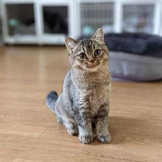 くりくり瞳の女の子♀アドラちゃん