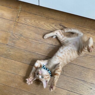 お膝が大好き！茶トラン♂