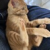 お膝が大好き！茶トラン♂ サムネイル3
