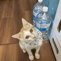 甘えん坊のわらびくん