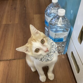 甘えん坊のわらびくん
