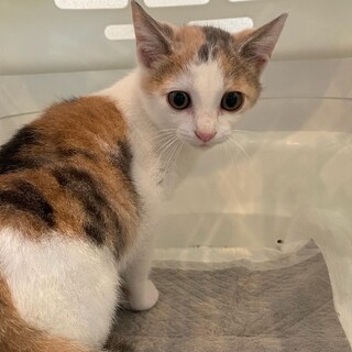 パステル三毛猫の七瀬ちゃん