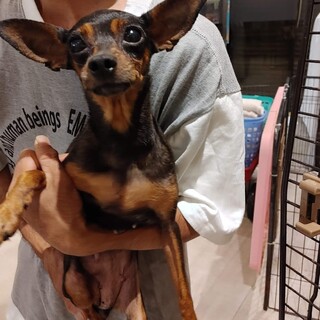 ミニピン♪メイホちゃん♬里親絶賛募集中！