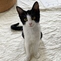 スラリとシッポの長いハチワレちゃん！
