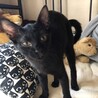 懐こい黒猫男子のカヌレくん サムネイル2