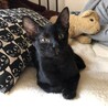 懐こい黒猫男子のカヌレくん サムネイル3