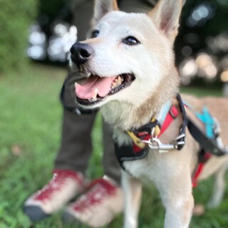 ヘソ天寝姿がカワイイ柴犬系ミックスの女の子