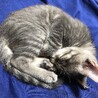みぃたれさん