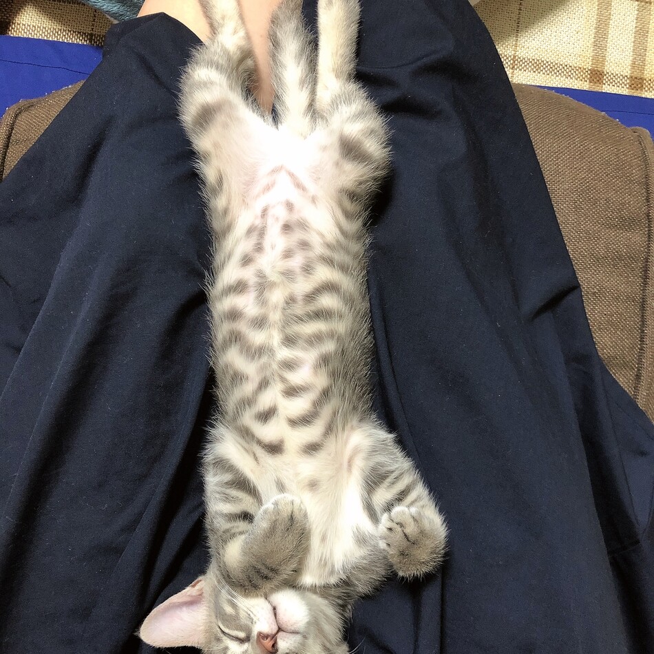 みーすけのカバー写真