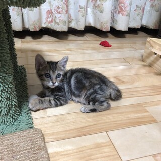 ありがとうございました★アメショ柄のテレサちゃん