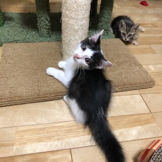 ありがとうございました★ふわもふ可愛いソラくん