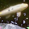 鯉の里親を募集しています！ サムネイル3