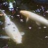 鯉の里親を募集しています！ サムネイル4