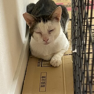 とってもお利口さんで甘えん坊な猫さんです！