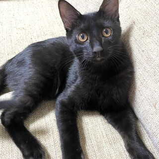 ✨ツヤツヤ美男子のクロ猫くん！✨