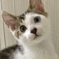 毛足長め★キジ白☆オッドアイのめめくん
