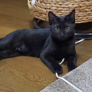 もんちゃん譲渡決定です。有り難うございました。