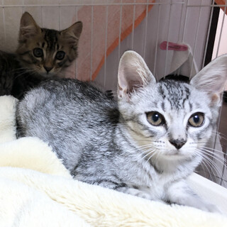 イケメンすぎる銀太くん♂毛並みツヤツヤのサバトラ！