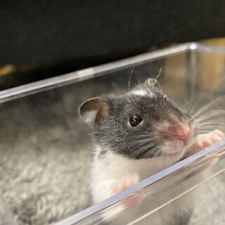 ハムスター里親募集