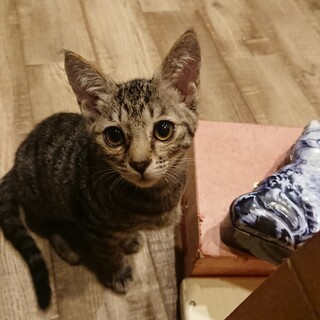 保護仔猫の里親さん募集