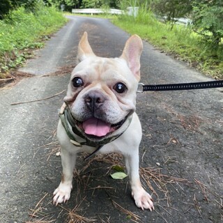 ８歳のフレンチブルドッグ