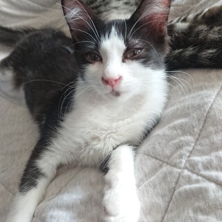 保護仔猫の里親さん募集中